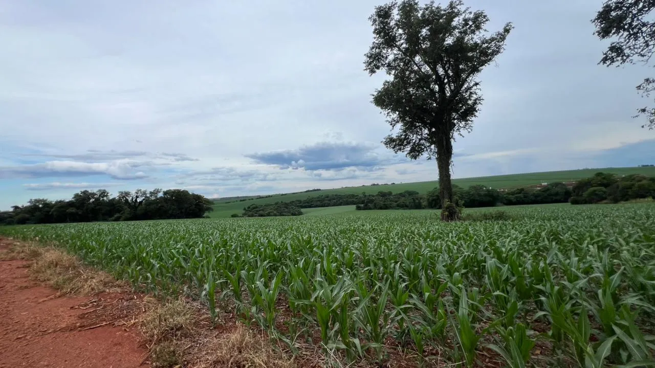 Área Rural de 3,15 Alqueires à Venda – Palotina - PR